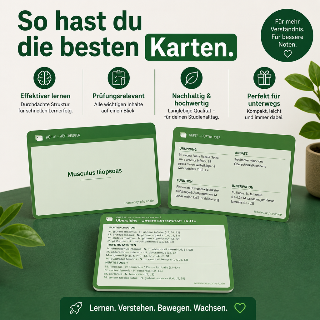 Untere Extremität · Rumpf · Obere Extremität · Kopf & Hals - Lernkarten