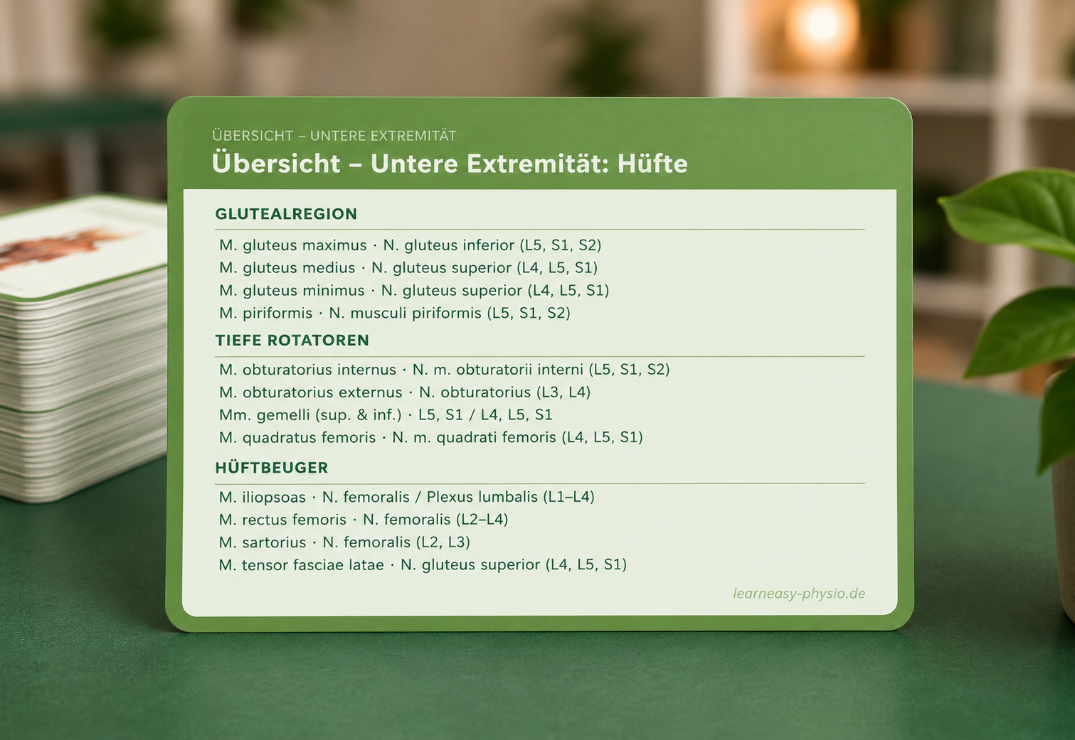 Untere Extremität · Rumpf · Obere Extremität · Kopf & Hals - Lernkarten